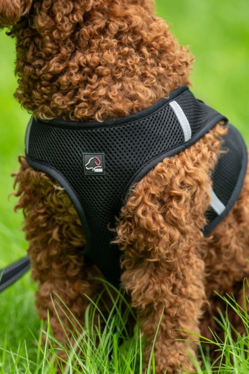 szelki-hkm-buddy-soft12.jpg