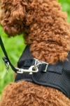 szelki-hkm-buddy-soft11.jpg
