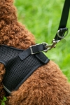 szelki-hkm-buddy-soft10.jpg