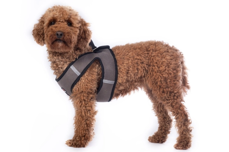 szelki-hkm-buddy-soft8.jpg