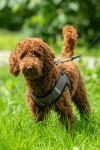 szelki-hkm-buddy-soft6.jpg