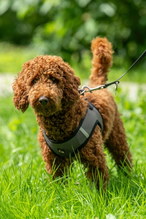 szelki-hkm-buddy-soft6.jpg