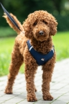 szelki-hkm-buddy-soft1.jpg