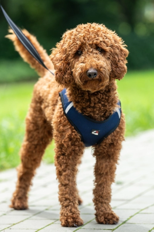 szelki-hkm-buddy-soft1.jpg