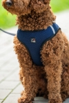 szelki-hkm-buddy-soft.jpg
