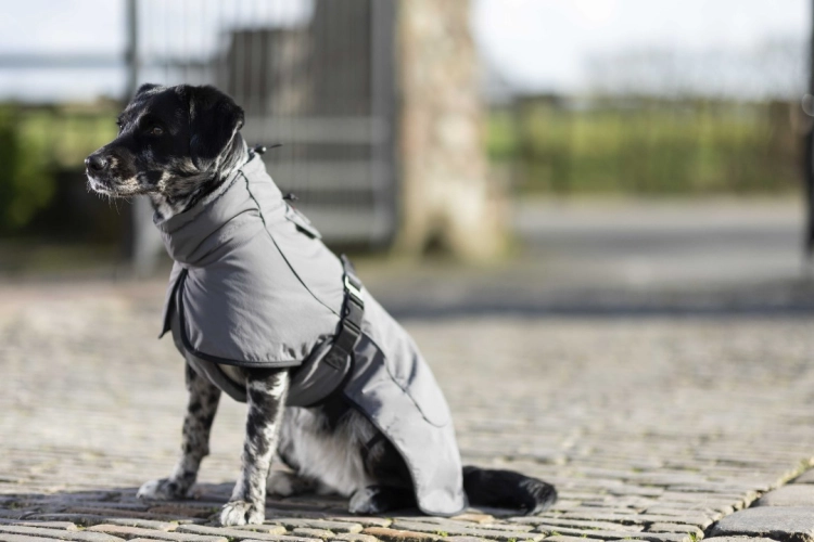 derka-dla-psa-hkm-buddy2.jpg