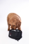miska-hkm-buddy.jpg