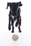 zabawka-hkm-knot-ball.jpg