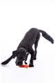 zabawka-hkm-buddy-bone-III1.jpg