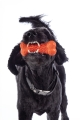 zabawka-hkm-buddy-bone-III.jpg