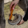 Zestaw szczotek-do-czesania-koni-QHP-Royal