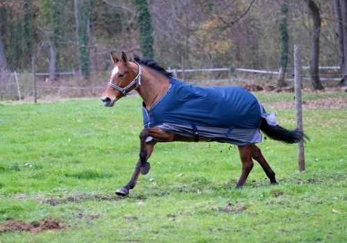 Derka padokowa Equi Theme TYREX 600 D 50g