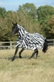 Buzz-Off Zebra Full Neck.jpg