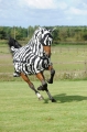 bucas-Buzz-Off Zebra Full Neck & Mask.jpg