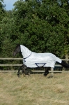 bucas-Freedom-Fly-Sheet-Silver derka siatkowa z kapturem-dla-koni-na-owady.jpg