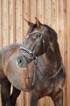 oglowie-anatmiczne-horze-somerset