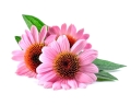 equiherbs-echinacea-jezówka-1.jpg