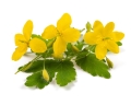 glistnik-ziele-jaskolcze-equiherbs-1.jpg