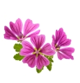 slaz-dziki-kwia-equiherbs-4.jpg
