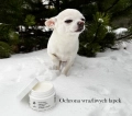 Ochronna-masc-na-lapy-dla-psa-Lullalove-Maselko-na-lapki-i-nosek-50ml-08