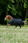 derka-padokowa-Bucas-Trot.jpg