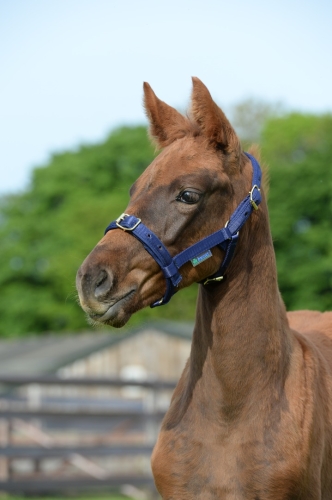 Dublin Halter Navy Foal.JPG