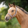 Kantar-zrebiecy-QHP-Head-collar-foal-lavender-haze-02
