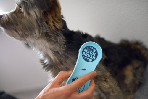 Imagebild_Hund_MagicBrush_Soft_2_bd4c.jpg