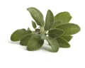 szalwia-equiherbs-1.jpg