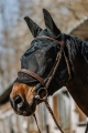 Maska-przeciw-owadom-do-jazdy-EquiTheme-Anatomic-04
