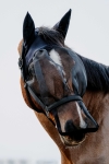 Kantar-z-maska-EquiTheme-Halter-Anti-UV-Mask-4