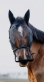 Kantar-z-maska-EquiTheme-Halter-Anti-UV-Mask-5