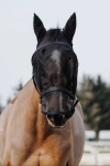 Kantar-z-maska-EquiTheme-Halter-Mask