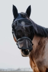 Kantar-z-maska-EquiTheme-Halter-Mask