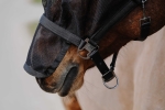 Kantar-z-maska-EquiTheme-Halter-Mask