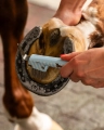 Zestaw-szczotek-do-pielegnacji-konia-QHP-Dachshund-Jamniki-09