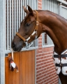 Zabawka dla konia QHP Stable Buddy Jamnik