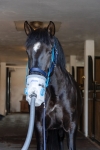 Inhalator-ultradzwiekowy-HIPPOMED-AirOne-z-maska-sieciowy-COB-FULL-04