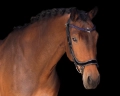 Naczolek-PresTeq-StarGlow-black-indigo-03
