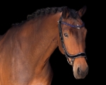 Naczolek-PresTeq-StarGlow-black-indigo-03
