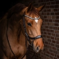 Oglowie-anatomiczne-PresTeq-FaySport-Shine-brazowe-05