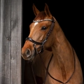 Oglowie-anatomiczne-PresTeq-FaySport-Shine-brazowe-07