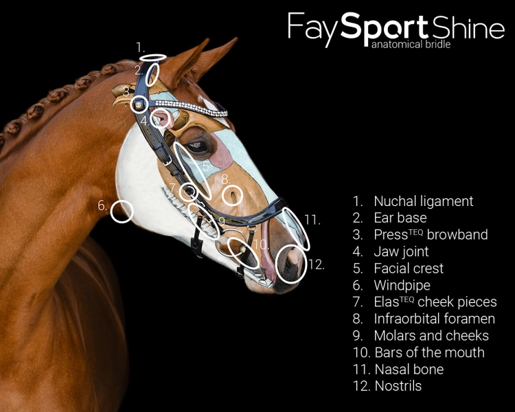 Oglowie-anatomiczne-PresTeq-FaySport-Shine-brazowe-03