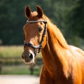 Oglowie-anatomiczne-PresTeq-FaySport-Shine-brazowe-13