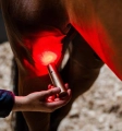 Lampa-led-terapeutyczna-HORSEWARE-LED-Red-Light-THERAPY-7