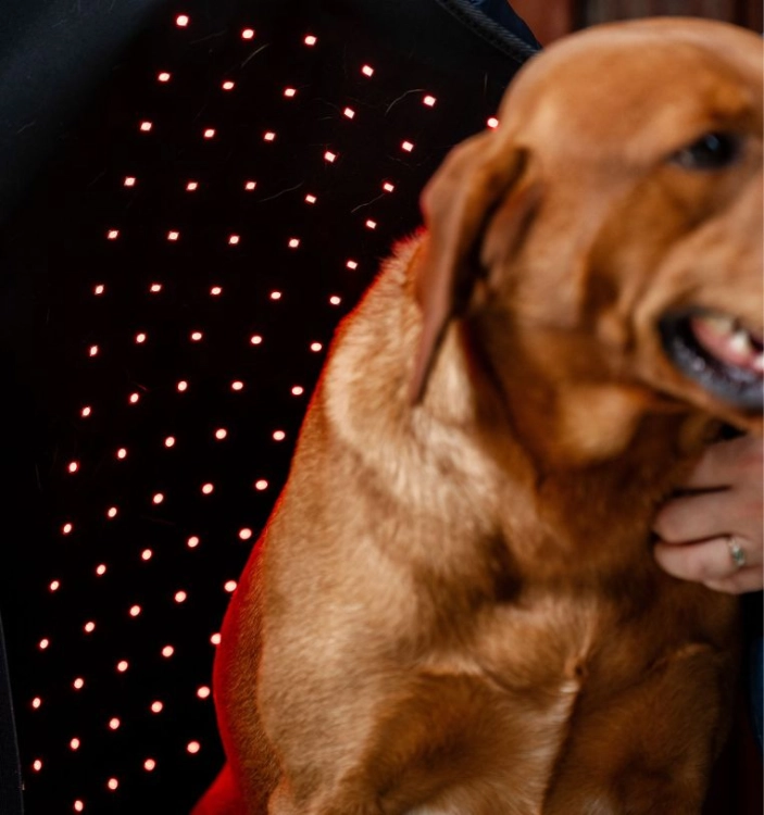 Derka-terapeutyczna-dla-psa-HORSEWARE-LED-Red-Light-THERAPY-3
