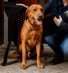 Derka-terapeutyczna-dla-psa-HORSEWARE-LED-Red-Light-THERAPY-2