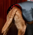 Derka-terapeutyczna-dla-psa-HORSEWARE-LED-Red-Light-THERAPY-6