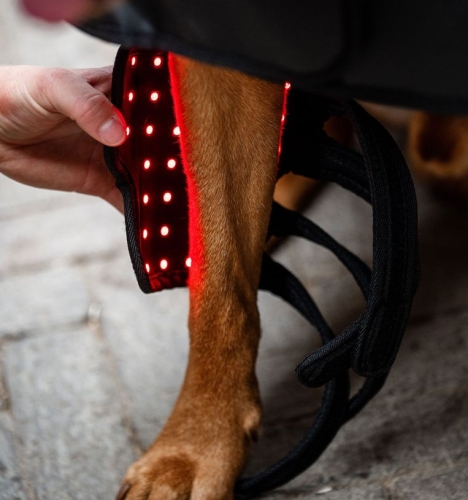 Pad-terapeutyczny-dla-psa-HORSEWARE-LED-Red-Light-THERAPY-2