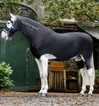 Koszulka pod derkę HORSEWARE "RAMBO Slinky Full Body"